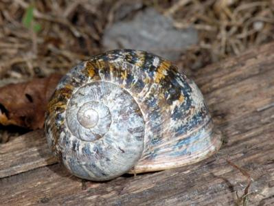 Cornu aspersum [Famille : Helicidae]