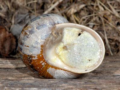 Cornu aspersum [Famille : Helicidae]