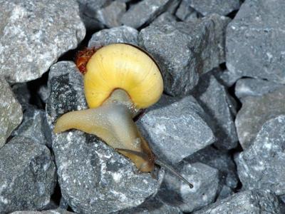 Cepaea nemoralis [Famille : Helicidae]