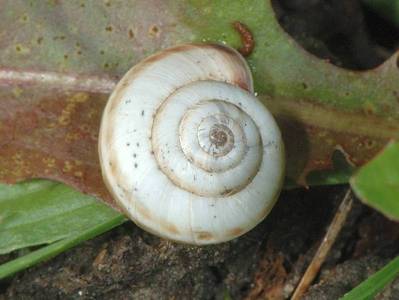 Cernuella neglecta [Famille : Hygromiidae]