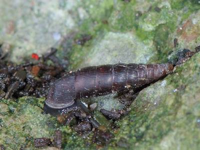 Clausilia parvula [Famille : Clausiliidae]