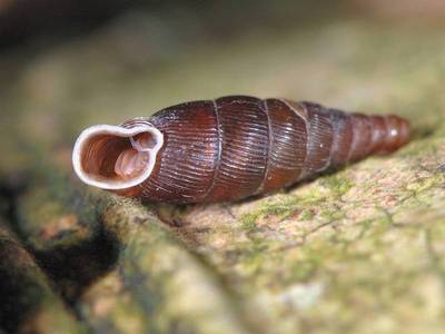 Macraogastra rolphii [Famille : Clausiliidae]