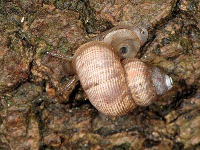 Pomatias elegans [Famille : Pomatiidae]