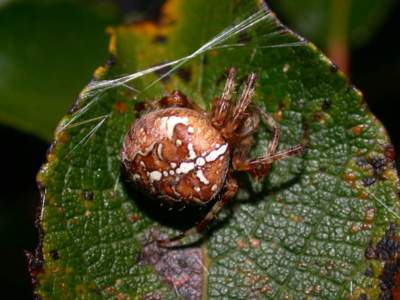 Araneus diadematus [Famille : Araneidae]