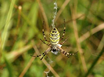 Argiope bruennichi [Famille : Araneidae]