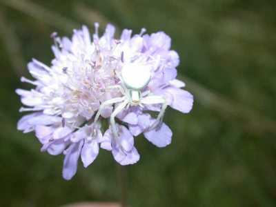 Misumena vatia [Famille : Thomisidae]