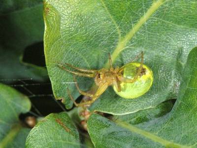 Araniella cucurbitina [Famille : Araneidae]