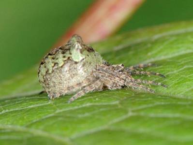 Gibbaranea gibbosa [Famille : Araneidae]