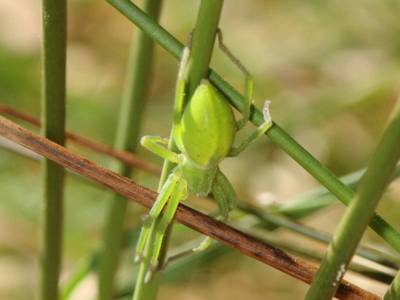 Micrommata roseum [Famille : Sparassidae]