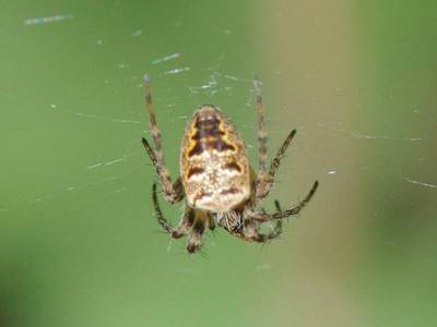 Zilla diodia [Famille : Araneidae]