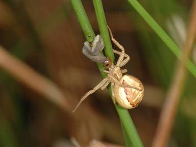 Xysticus species [Famille : Thomisidae]