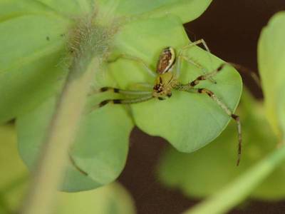 Diaea dorsata [Famille : Thomisidae]