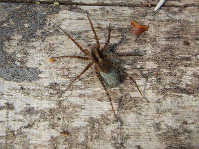 Pardosa species [Famille : Lycosidae]