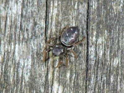 Heliophanus species [Famille : Salticidae]