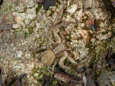 Xysticus cristatus [Famille : Thomisidae]