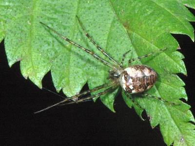 Metellina segmentata [Famille : Tetragnathidae]