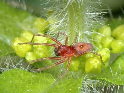 Nigma flavescens [Famille : Dictynidae]