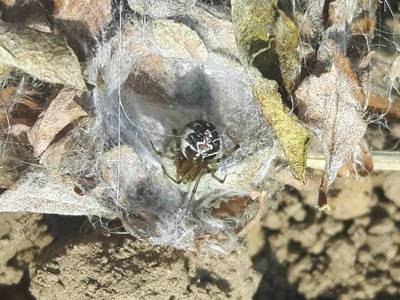 Theridion sisyphium [Famille : Tetragnathidae]