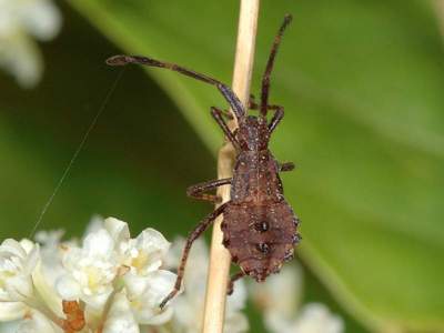 Coreus marginatus [Famille : Coreidae]