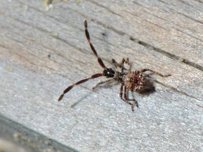 Coreus marginatus [Famille : Coreidae]