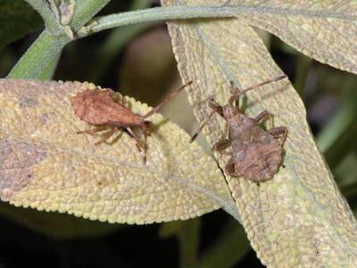 Coreus marginatus [Famille : Coreidae]