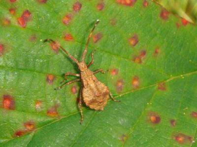 Coreus marginatus [Famille : Coreidae]