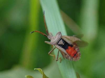 Coreus marginatus [Famille : Coreidae]