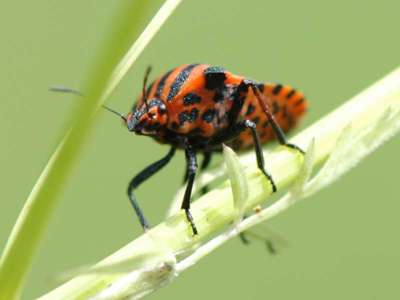 Graphosoma lineatum [Famille : Pentatomidae]