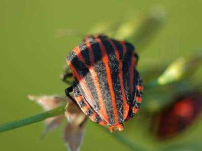 Graphosoma lineatum [Famille : Pentatomidae]