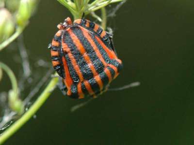 Graphosoma lineatum [Famille : Pentatomidae]