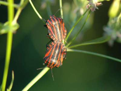 Graphosoma lineatum [Famille : Pentatomidae]