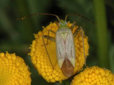 Adelphocoris quadripunctatus [Famille : Miridae]