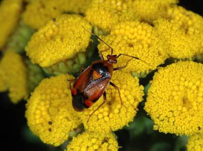 Deraeocoris ruber [Famille : Miridae]