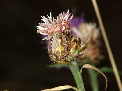 Dolycoris baccarum [Famille : Pentatomidae]