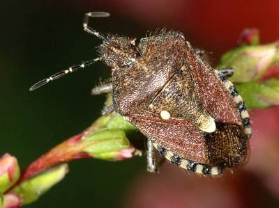 Dolycoris baccarum [Famille : Pentatomidae]