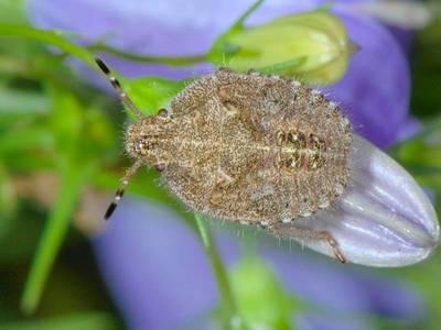 Dolycoris baccarum [Famille : Pentatomidae]