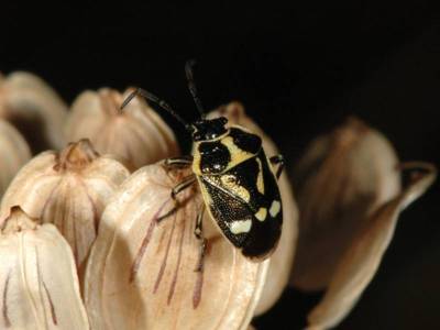 Eurydema oleraceum [Famille : Pentatomidae]