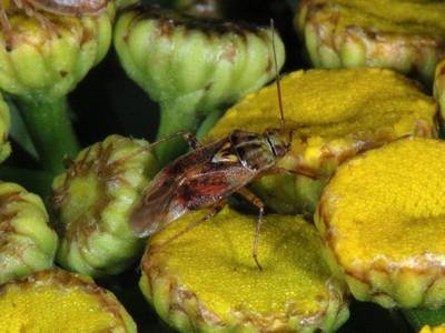 Lygus pratensis [Famille : Miridae]