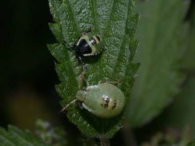 Palomena prasina [Famille : Pentatomidae]