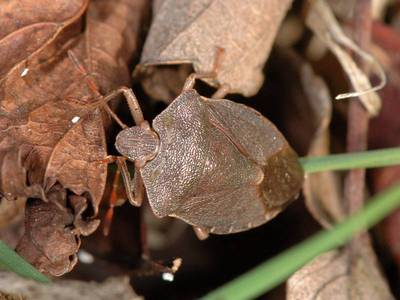 Palomena prasina [Famille : Pentatomidae]