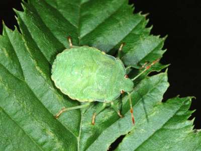 Palomena prasina [Famille : Pentatomidae]