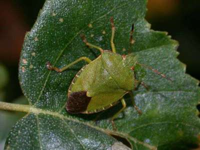 Palomena prasina [Famille : Pentatomidae]