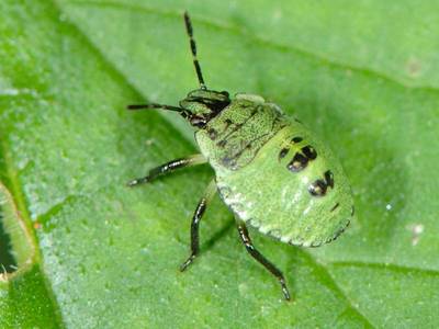 Palomena prasina [Famille : Pentatomidae]