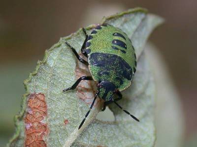 Palomena prasina [Famille : Pentatomidae]