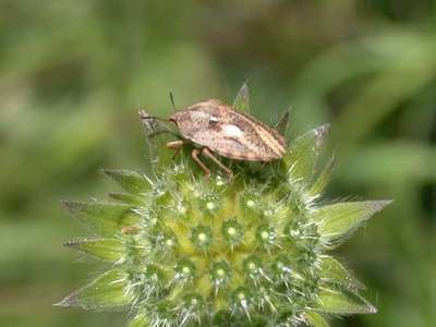 Eurygaster species [Famille : Scutelleridae]