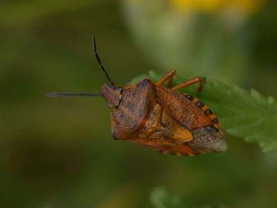 Carpocoris purpureipennis [Famille : Pentatomidae]