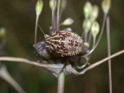 Carpocoris species [Famille : Pentatomidae]