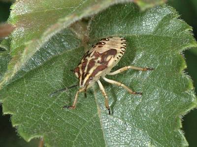 Carpocoris species [Famille : Pentatomidae]