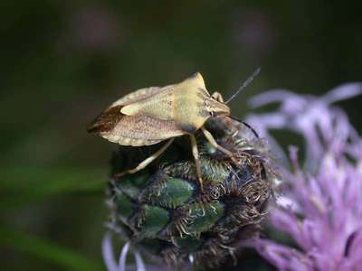 Carpocoris fuscispinus [Famille : Pentatomidae]