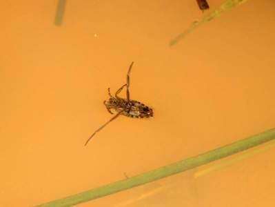 Notonecta glauca [Famille : Notonectidae]